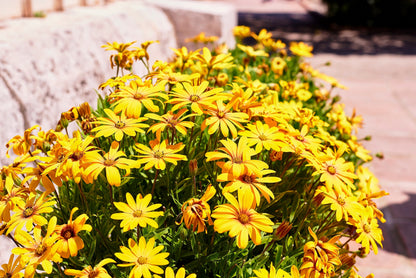 1000 MIXED AFRICAN DAISY ( Cape Marigold / Sun Marigold ) Dimorphotheca Sinuata Flower Seeds