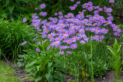 50 Blue EAST INDIES ASTER Tongolensis Flower Seeds