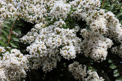 35 WHITE CREPE MYRTLE Lagerstroemia Indica Flowering Shrub Bush Small Tree Seeds