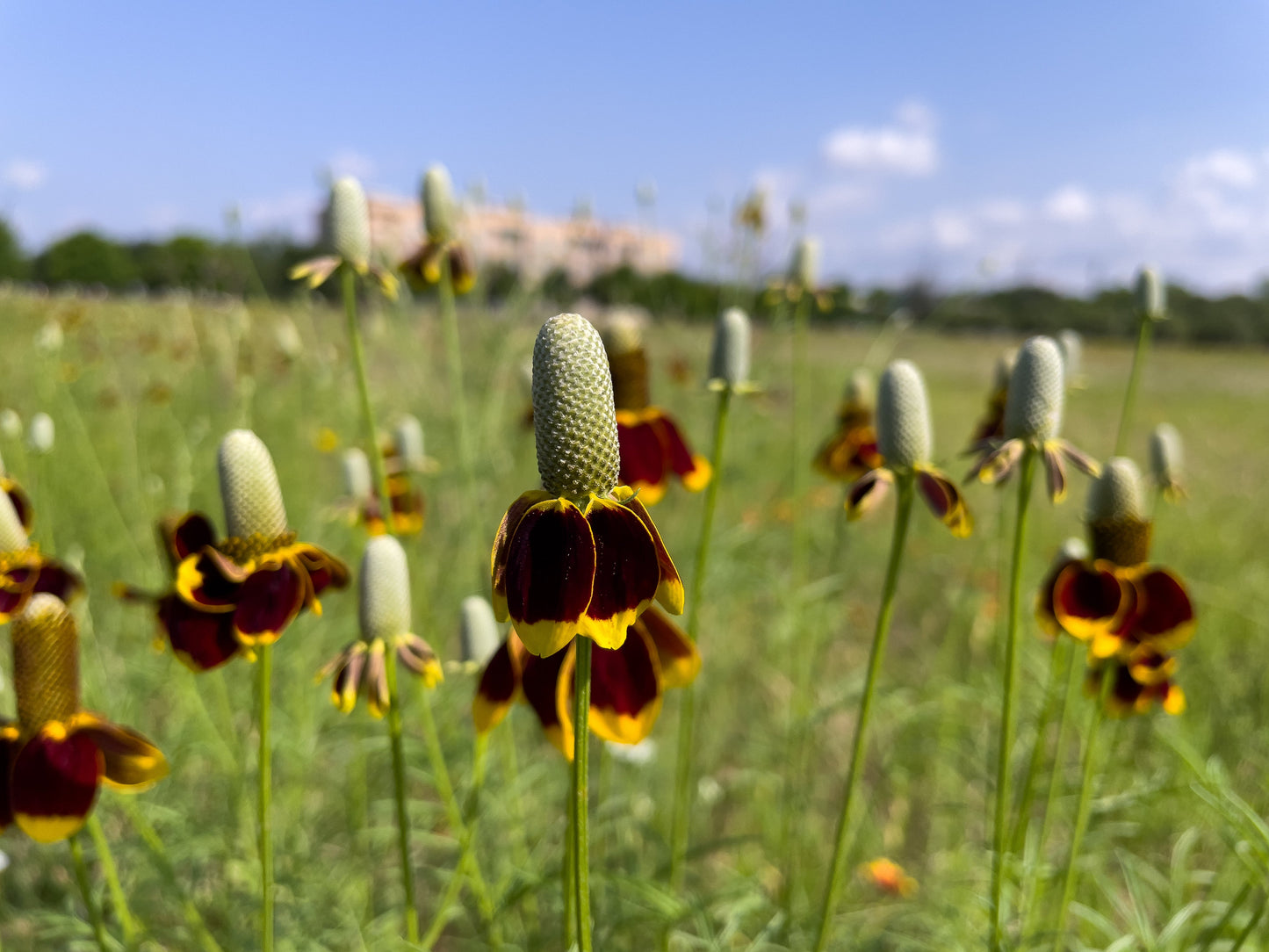 500 MEXICAN HAT Ratibida Columnaris Columnifera Red & Yellow Native Flower Seeds