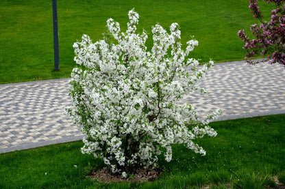 30 Sargent CRAB APPLE Shrub Hummingbird Flower White Red Malus Sargentii Seeds