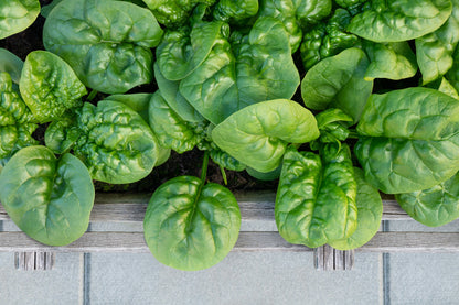 1500 BLOOMSDALE SPINACH Spinacia Oleracea Vegetable Seeds