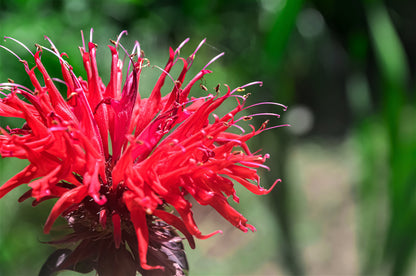 10 Panorama RED BEE BALM Monarda Didyma Oswego Tea Herb Flower Seeds