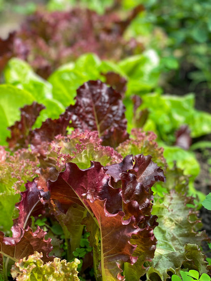 3000 RUBY LEAF LETTUCE Red Loose Leaf Heirloom Lactuca Sativa Vegetable Seeds