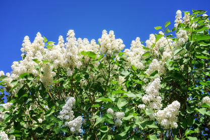 20 WHITE TREE LILAC Hummingbird Flower Fragrant Peking Syringa Pekinensis Seeds