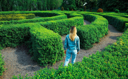 35 EUROPEAN PRIVET HEDGE Common Wild Ligustrum Vulgare Flower Shrub Seeds