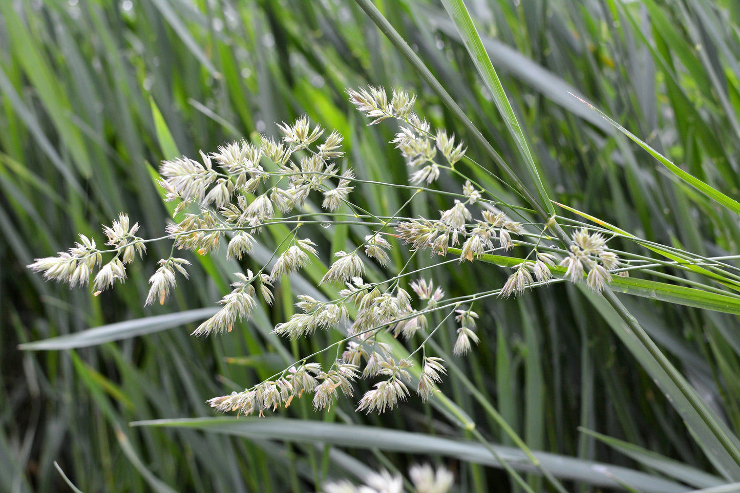 3000 QUICKDRAW ORCHARDGRASS Cat Grass Petgrass Cocksfoot Cool-Season Sun or Shade Dactylis GlomerataPerennial Bunchgrass Quick Draw Grass Seeds