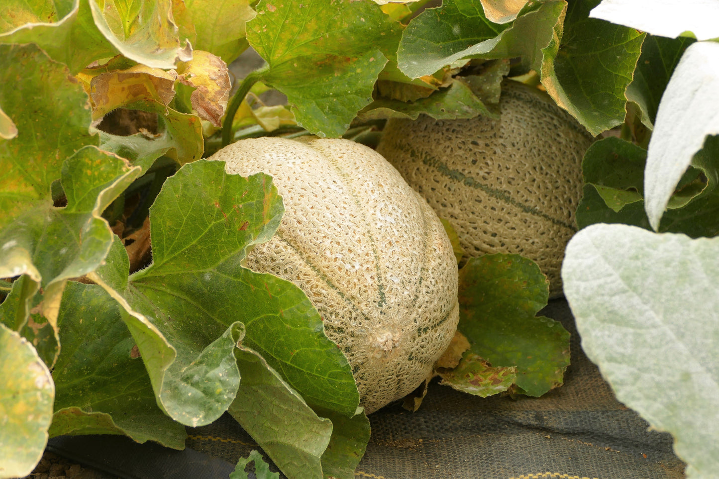 100 Minnesota MIDGET CANTALOUPE MELON Cucumis Melo Reticulatus Fruit Seeds