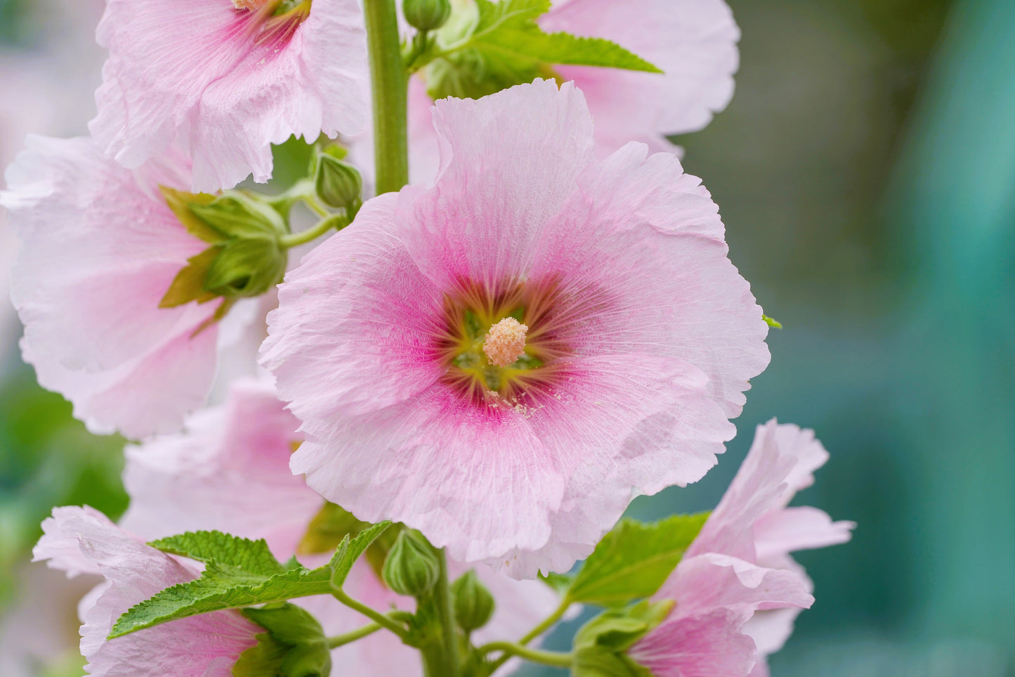 25 PALE PINK HOLLYHOCK Light Alcea Rosea Flower Seeds Perennial
