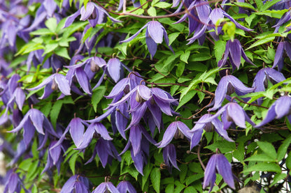 10 PURPLE ALPINE CLEMATIS Alpina Virgin's Bower Flower Vine Seeds