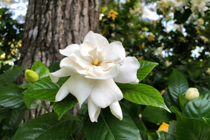 50 GARDENIA Jasminoides / CAPE JASMINE Fragrant White Shrub Houseplant Flower Seeds
