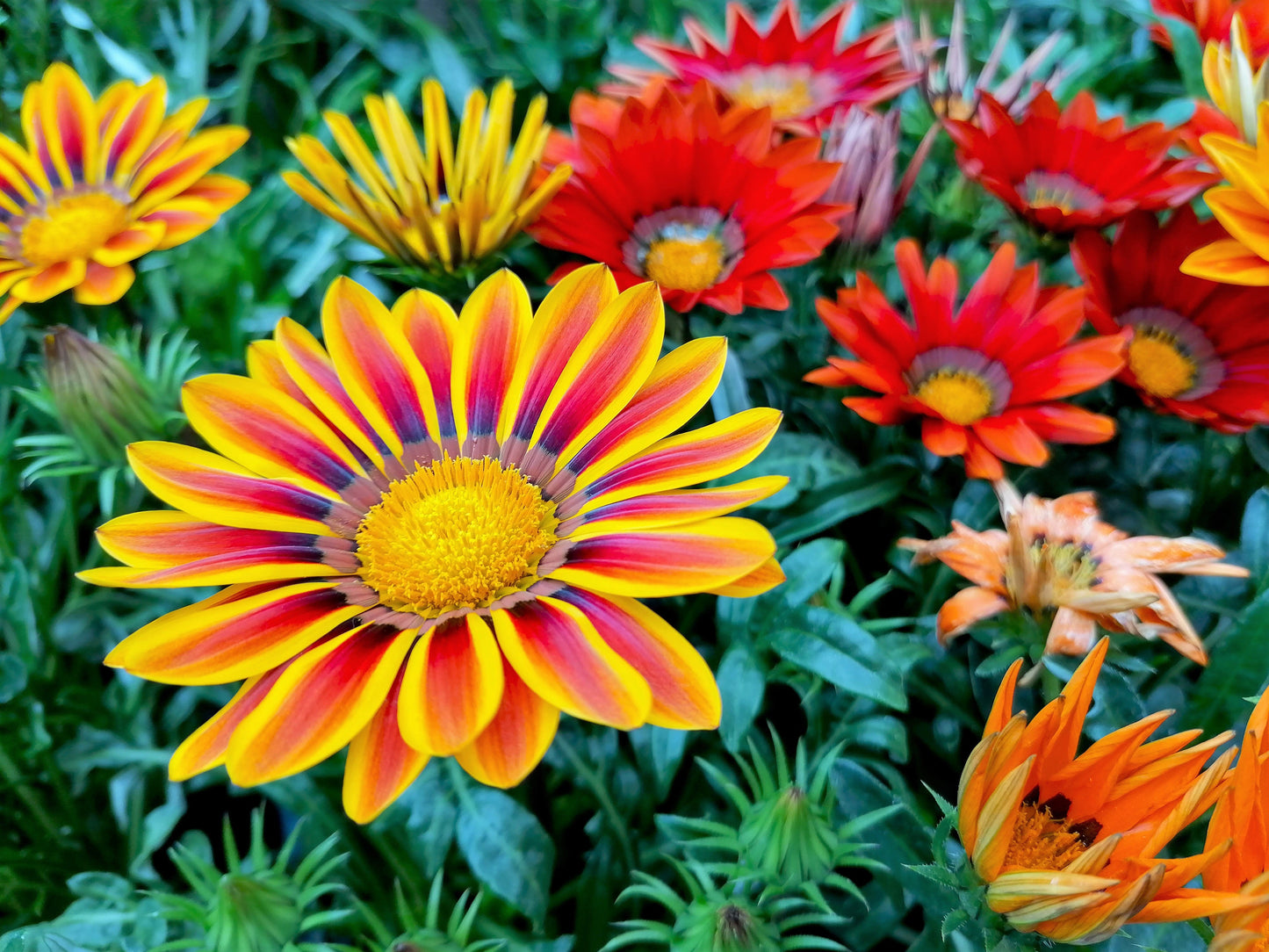 30 Mixed Colors GAZANIA Rigens Treasure Flower Seeds
