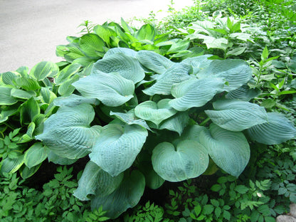 10 HOSTA ELEGANS Shade Lover Flower Seeds