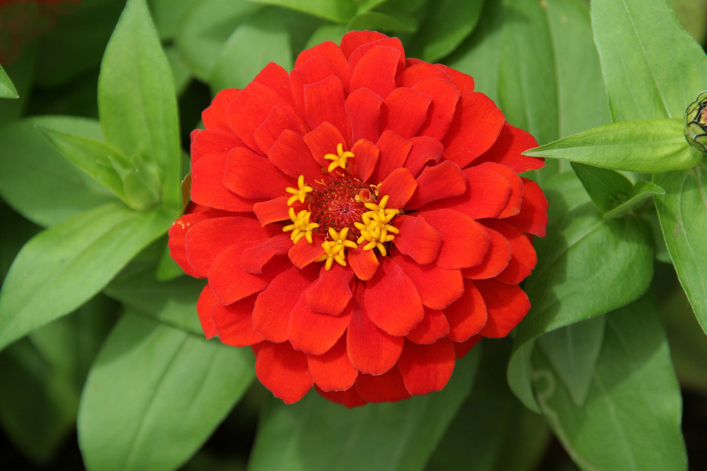 250 Red CHERRY QUEEN ZINNIA Elegans Flower Seeds