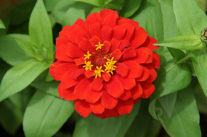 250 Red CHERRY QUEEN ZINNIA Elegans Flower Seeds