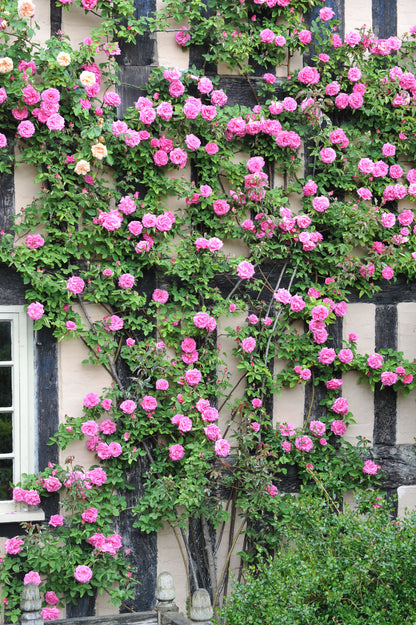 5 PINK CLIMBING ROSE Rosa Bush Vine Climber Fragrant Butterfly Flower Seeds