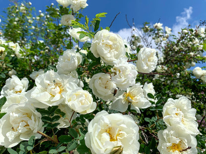 5 WHITE ROSE Rosa Bush Shrub Perennial Flower Seeds