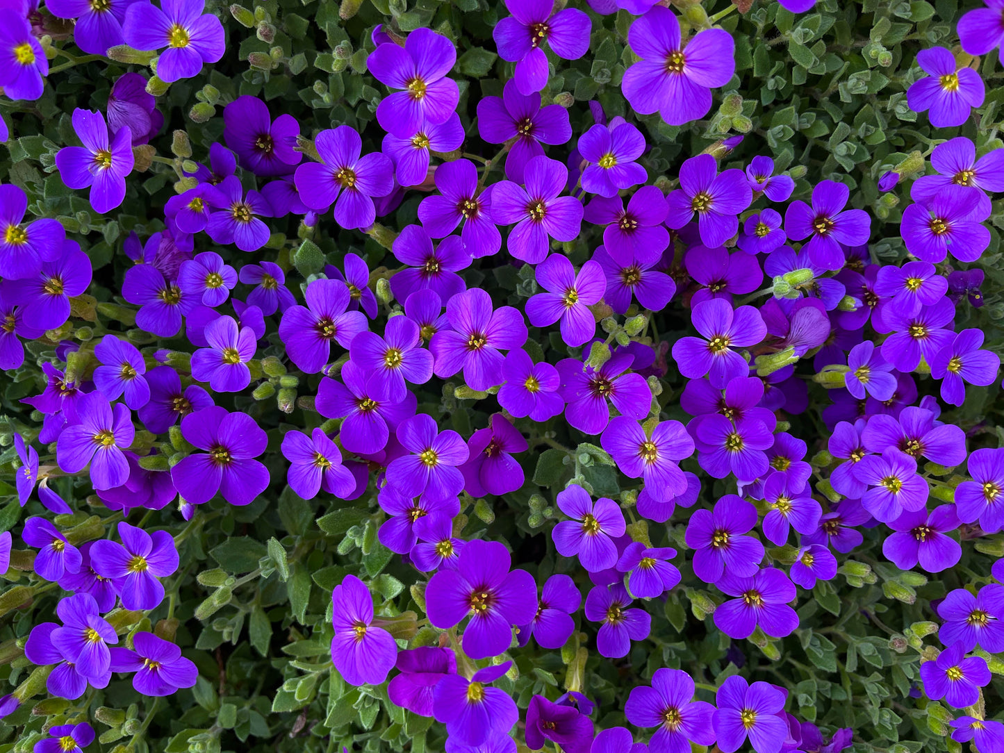 400 RAINBOW ROCKCRESS Rock Cress Large Flowered Aubrieta Cultorum Flower Seeds