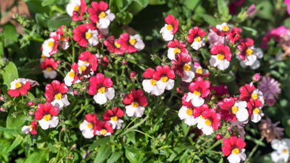 50 RED & WHITE NEMESIA Strumosa Danish Flag Fragrant Bicolor Flower Seeds