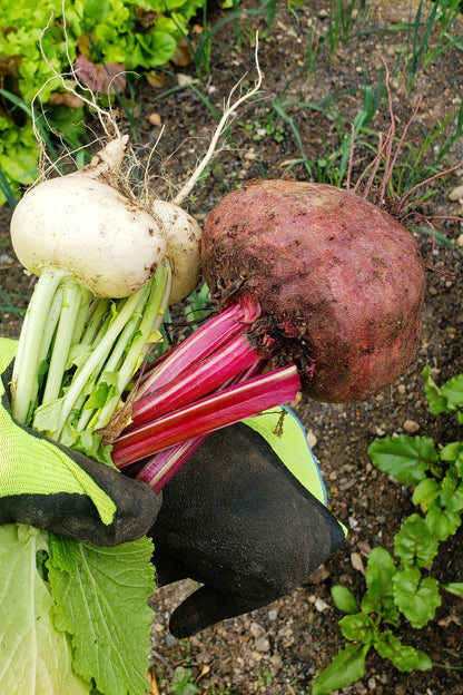 250 PIATTA D'EGITTO BEET Italian Heirloom Beta Vulgaris Cicla Vegetable Seeds