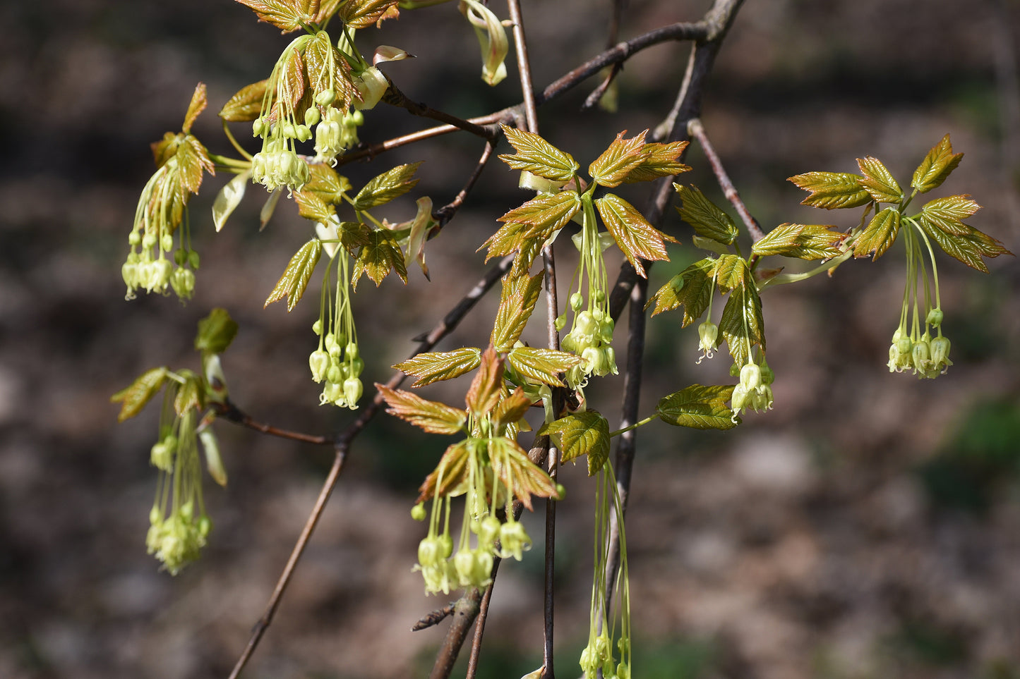 25 SUGAR MAPLE Syrup TREE Native Rock Fall Color Acer Saccharum Seeds