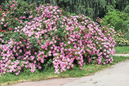 5 PINK CLIMBING ROSE Rosa Bush Vine Climber Fragrant Butterfly Flower Seeds