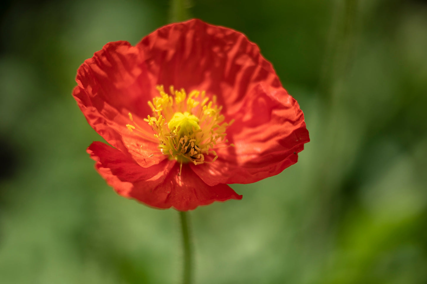 2500 ICELAND POPPY MIX Papaver Nudicaule Mixed Colors Flower Seeds