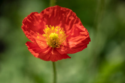 2500 ICELAND POPPY MIX Papaver Nudicaule Mixed Colors Flower Seeds