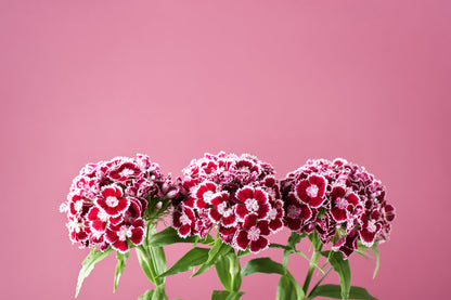 50 HOLBORN GLORY DIANTHUS Barbatus Red & White Sweet William Flower Seeds