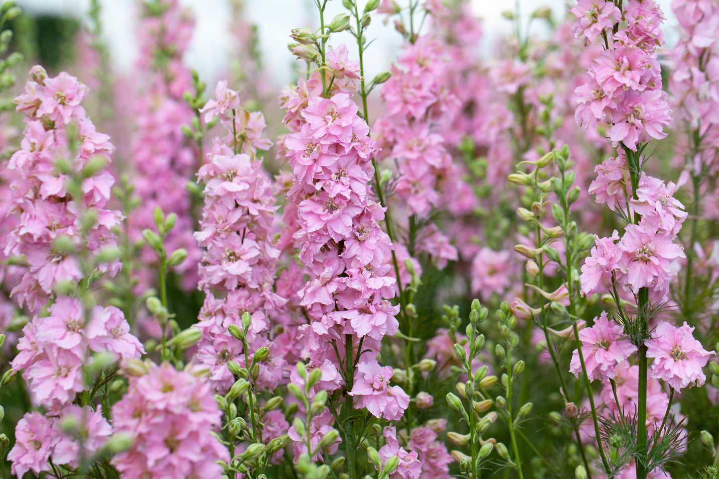 100 PINK PERFECTION LARKSPUR / DELPHINIUM Consolida Ambigua Ajacis Flower Seeds