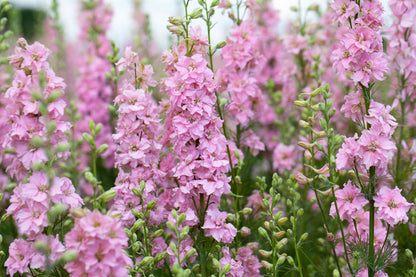 100 PINK PERFECTION LARKSPUR / DELPHINIUM Consolida Ambigua Ajacis Flower Seeds
