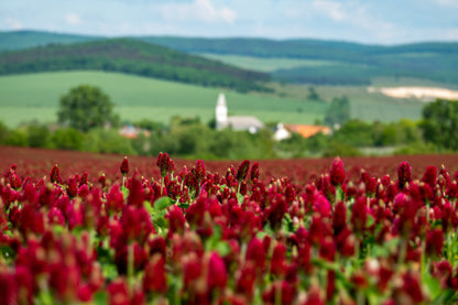 3000 CRIMSON CLOVER (Carnation, French, or Italian Clover) Trifolium Incarnatum Flower Seeds