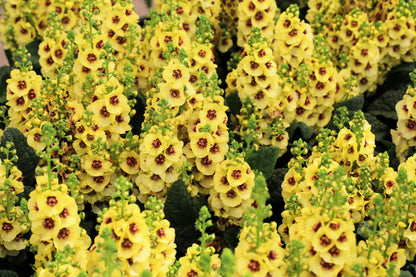 100 MIXED COLORS VERBASCUM Verbascum Phoeniceum Flower Seeds