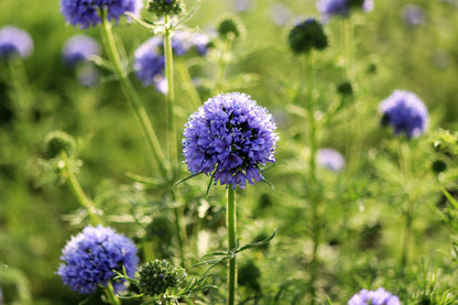 1500 GLOBE GILIA Bluehead Gilia Capitata Thimble Flower Seeds