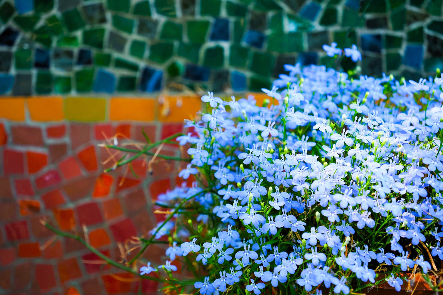 200 SKY BLUE LOBELIA Regatta Lobelia Erinus Flower Seeds