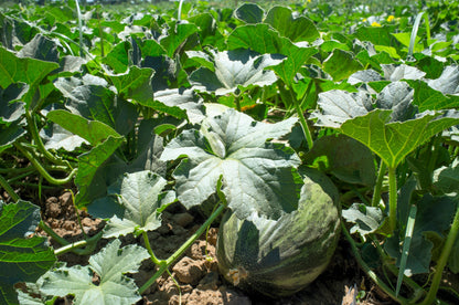 50 PIEL de SAPO MELON Santa Claus Christmas Melon Green Yellow Cucumis Melo Fruit Seeds