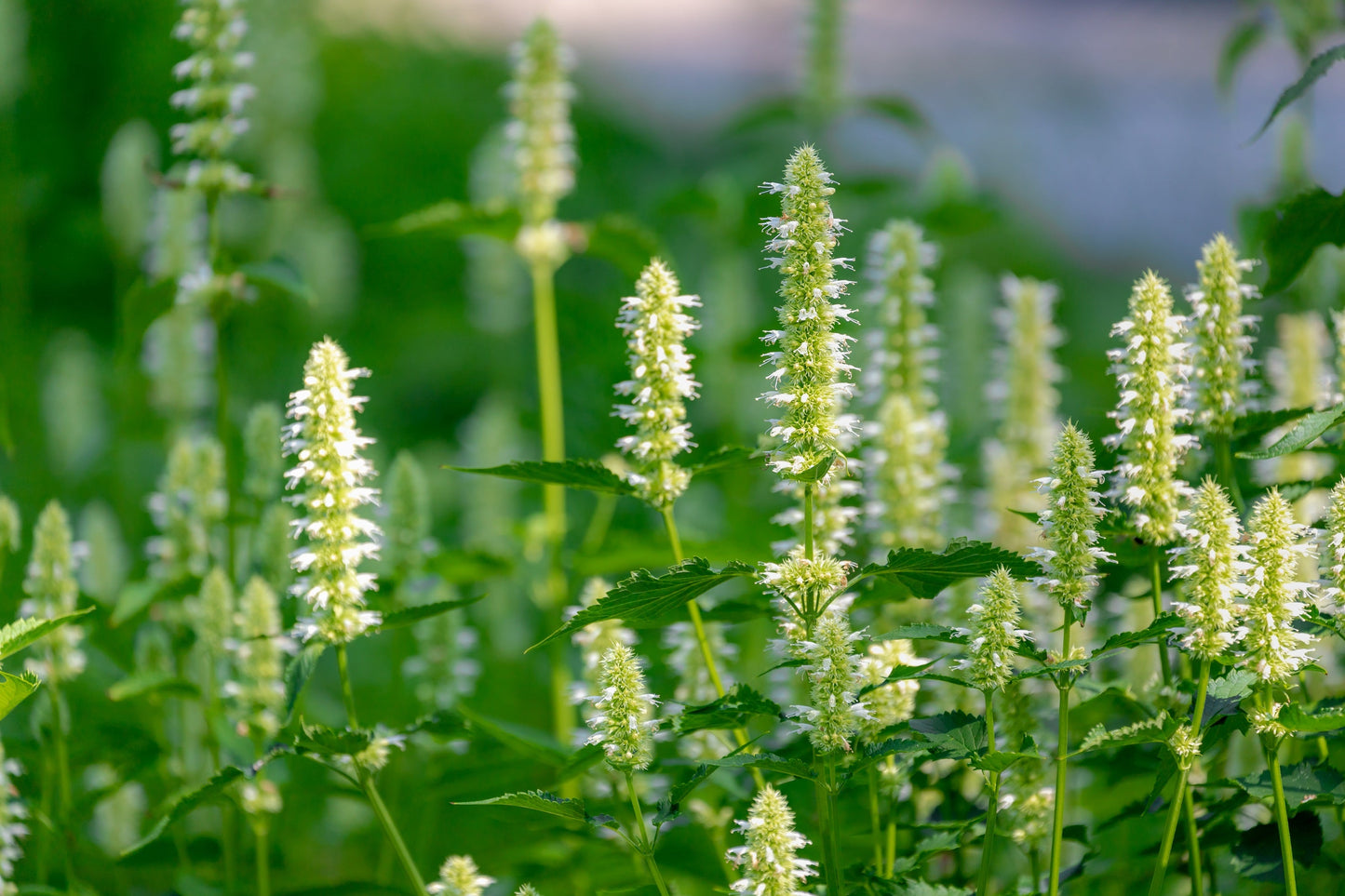 500 GIANT YELLOW HYSSOP Agastache Nepetoides Herb Flower Seeds