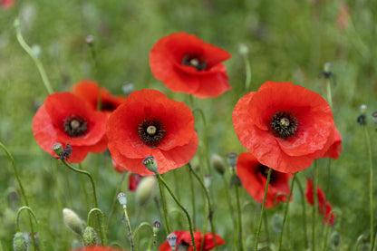 250 Red LONG POD POPPY Papaver Dubium Long Headed Blindeyes Flower Seeds