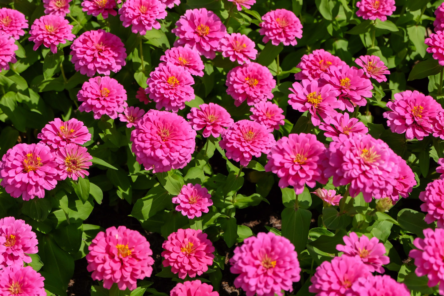 250 LUMINOSA PINK ZINNIA Elegans Flower Seeds