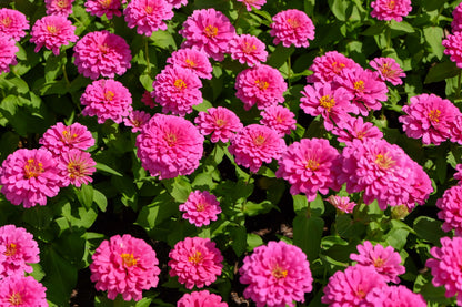 250 LUMINOSA PINK ZINNIA Elegans Flower Seeds