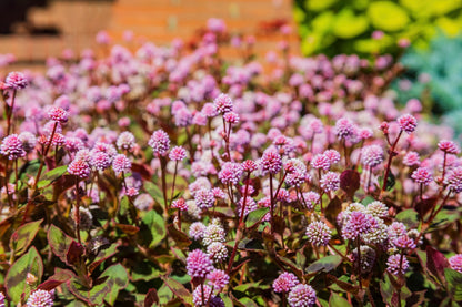 20 PUNCHING BALLS Pink Buttons Persicaria Capitata Polygonum Flower Seeds