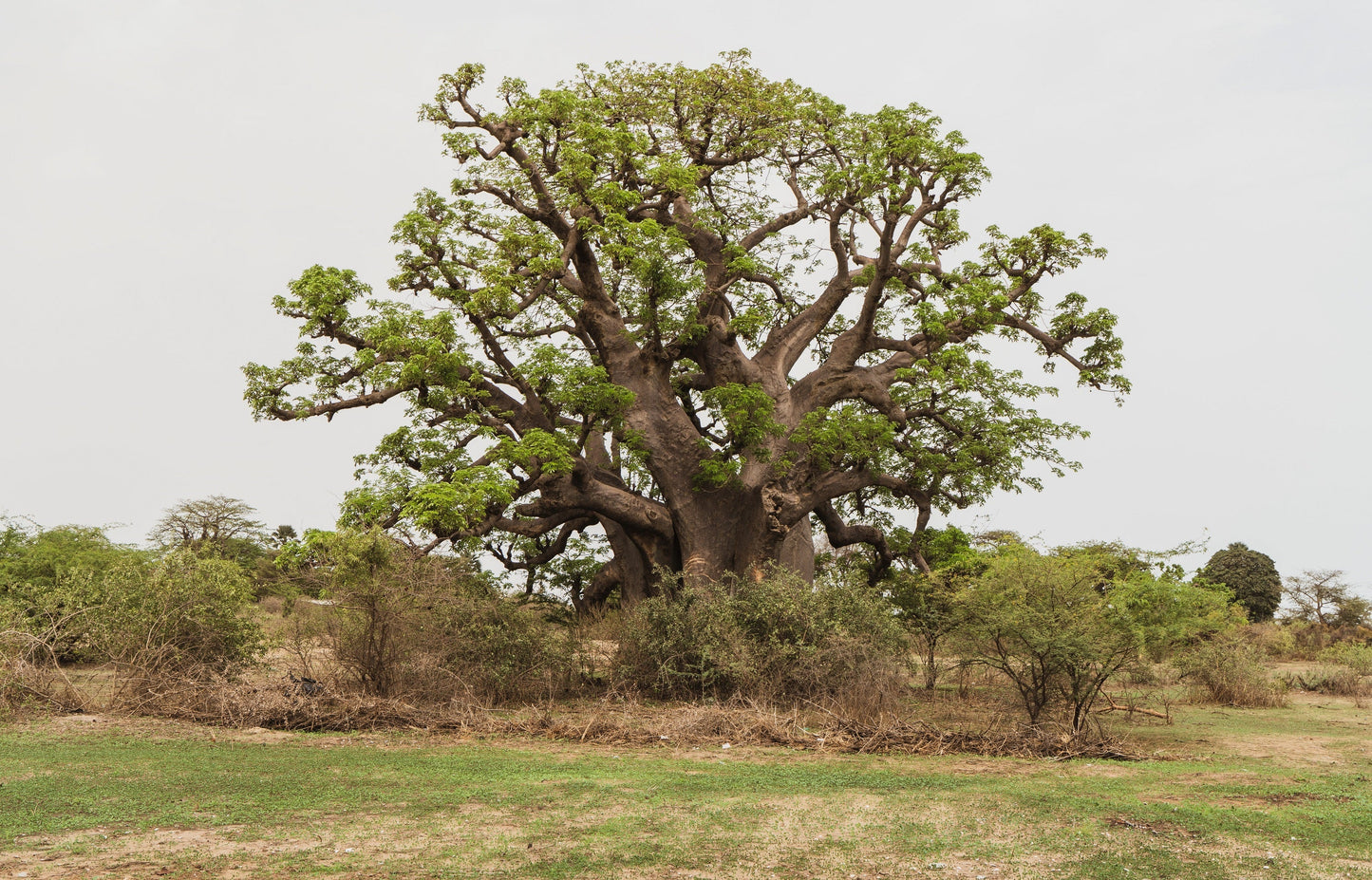 1000 BULK African BAOBAB TREE Adansonia Digitata Monkey Bread Judas Fruit Seeds