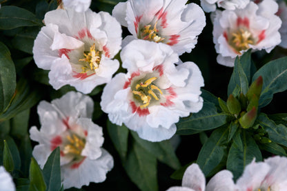 500 DOUBLE DEUCES GODETIA Grandiflora Clarkia Amoena Mixed Colors & Bicolor Flower Seeds