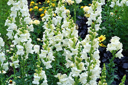250 WHITE SNOWFLAKE SNAPDRAGON Antirrhinum Majus Flower Seeds