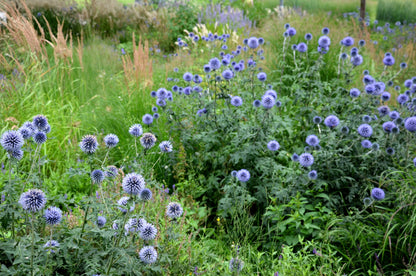 25 Blue GLOBE THISTLE Echinops Ritro Southern Globethistle Pollinator Flower Seeds