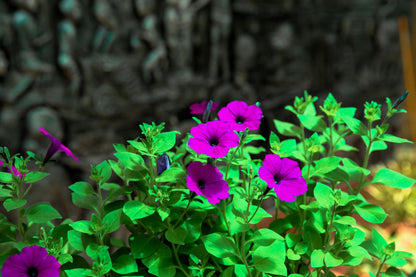 200 Purple LAURA BUSH PETUNIA Violacea Integrifolia Violet Perennial Trumpet Flower Seeds