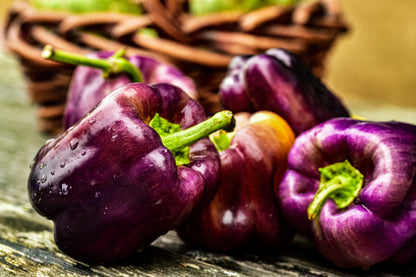 100 LILAC BELL PEPPER Capsicum Annuum Sweet Mild Purple Vegetable Seeds