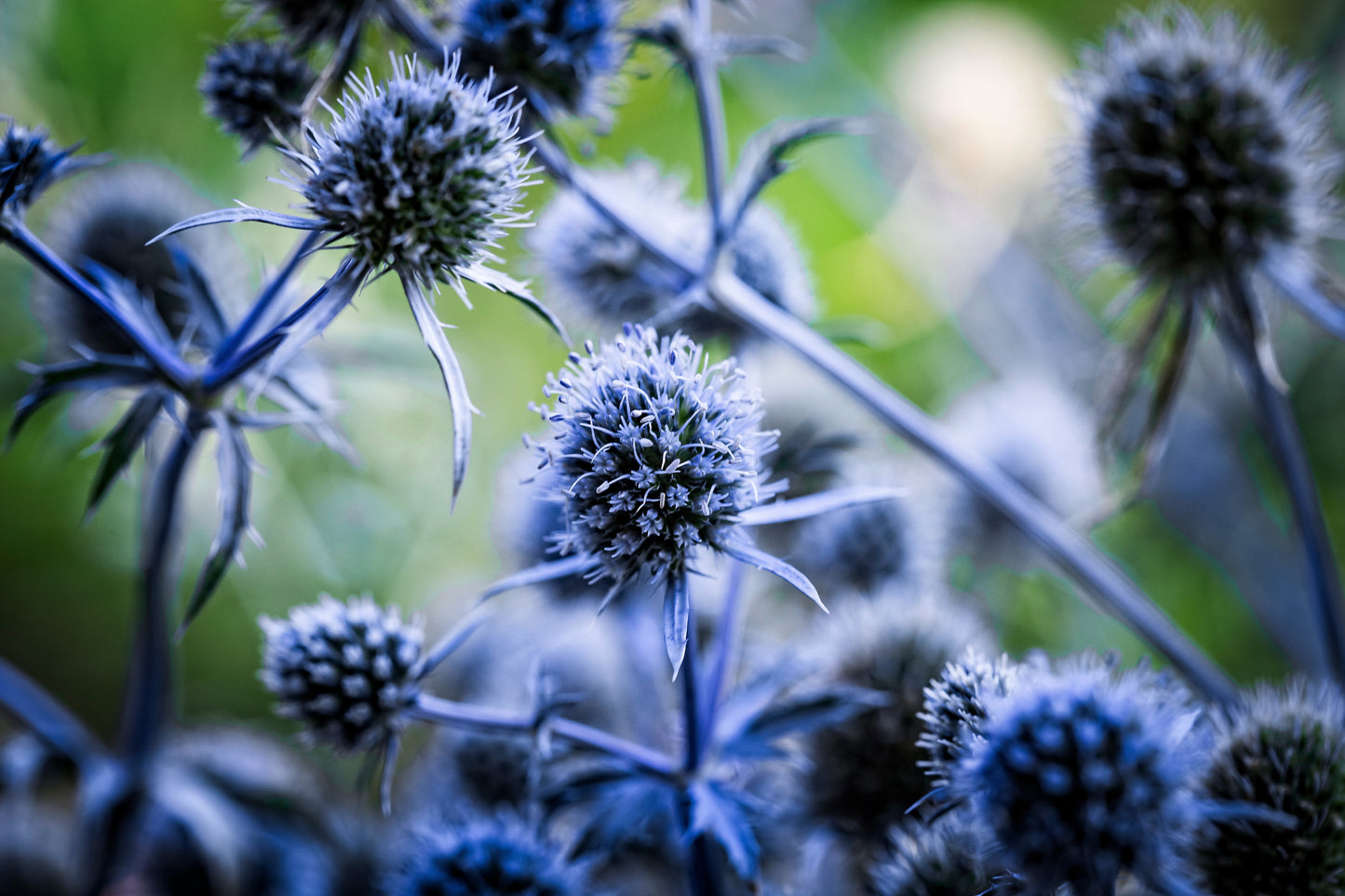 25 BLUE Star SEA HOLLY Eryngium Alpinum Flower Seeds