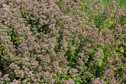2000 SWEET MARJORAM Origanum Majorana Herb Flower Seeds