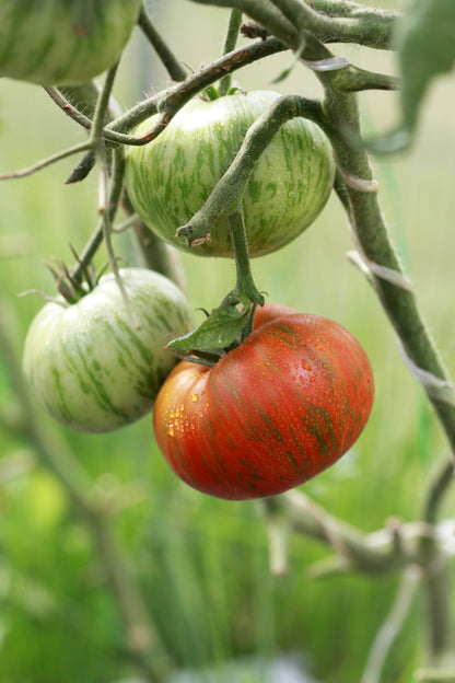 50 CHOCOLATE STRIPES TOMATO Brown with Green Lycopersicon Fruit Vegetable Seeds